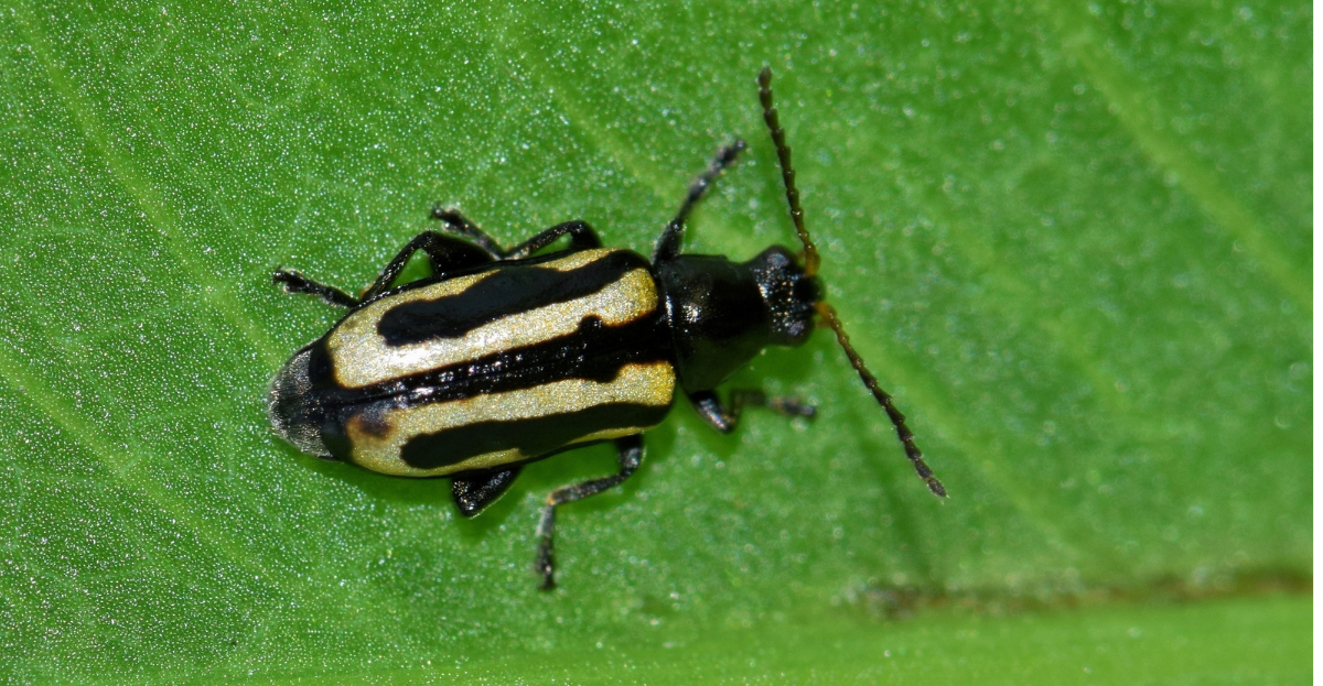 Flea Beetle
